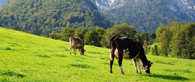 Austrian cows grazing an alpine pasturelille